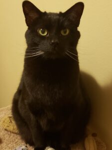 Black cat seated